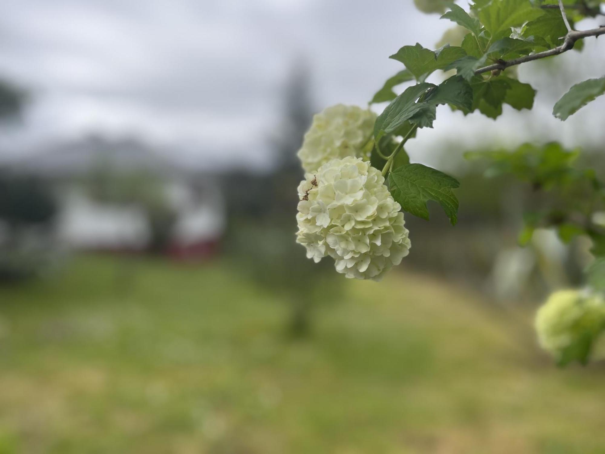 A Casina En Galicia